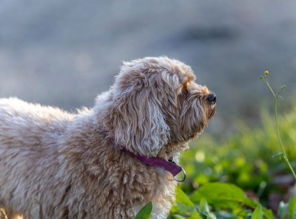 Fluffy Cavoodle puppy sitting outdoors in soft natural light
