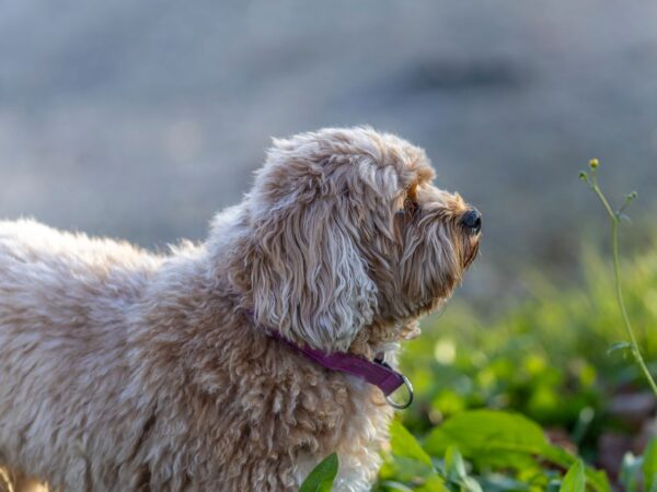 Fluffy Cavoodle puppy sitting outdoors in soft natural light