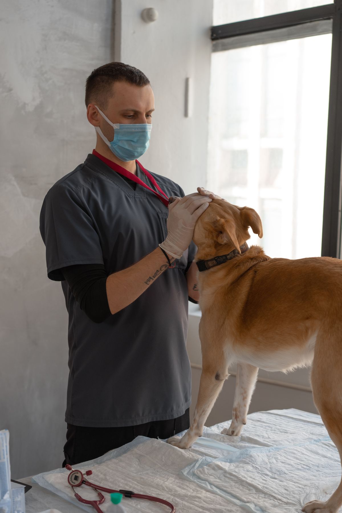 Owner and vet checking a dog’s coat and skin for ticks during a health check