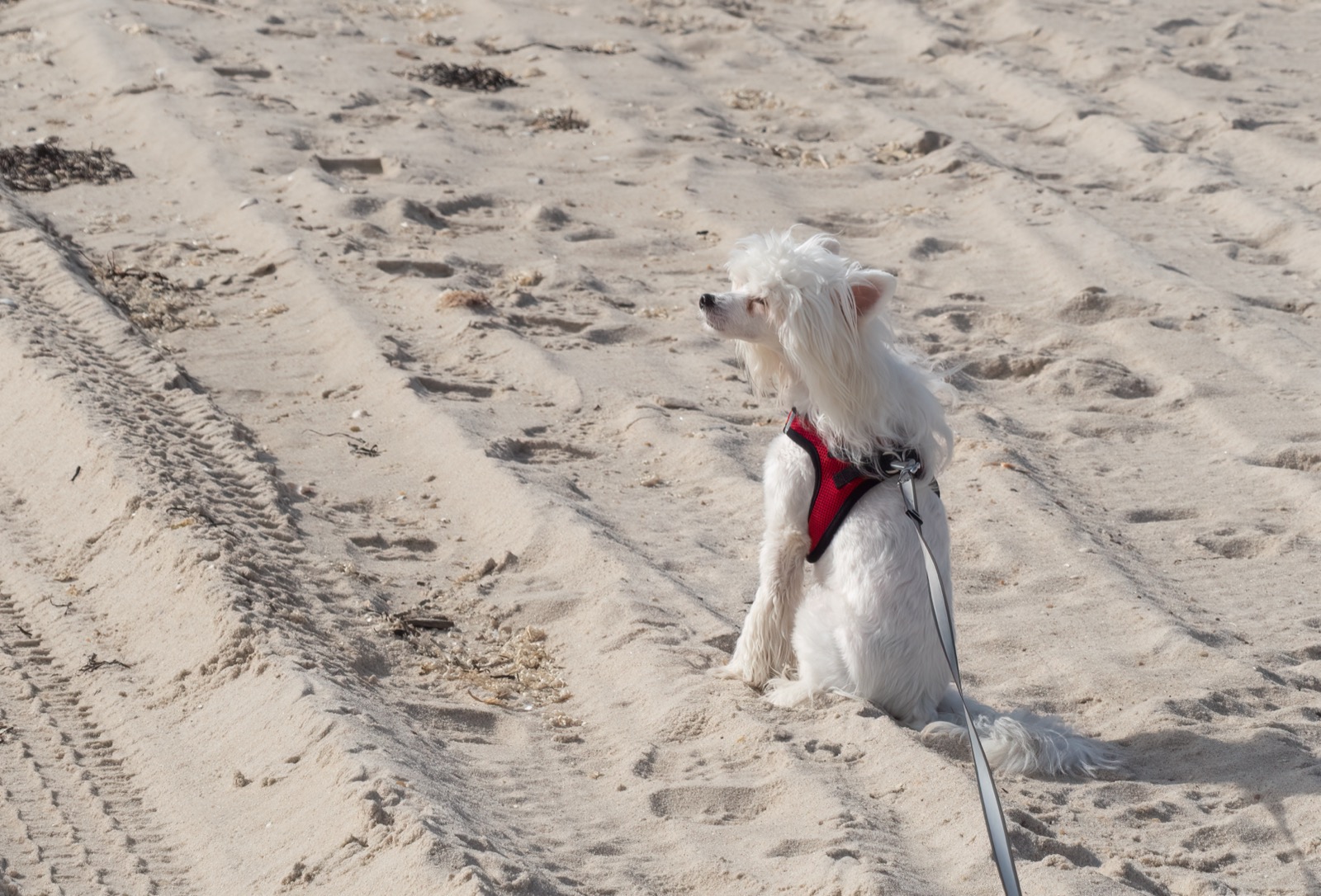Chinese Crested dog standing on a sandy beach