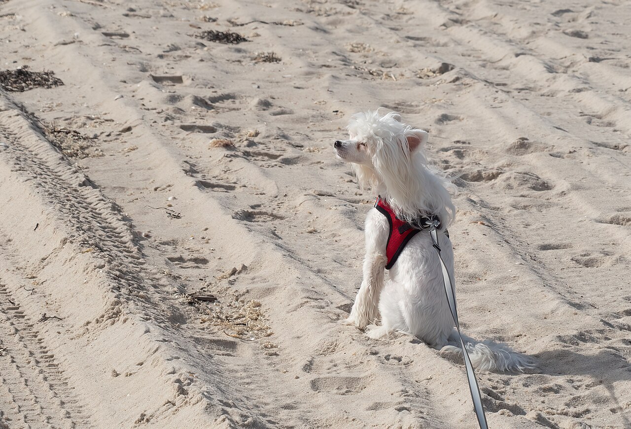 Chinese Crested dog standing outdoors on a sunny day