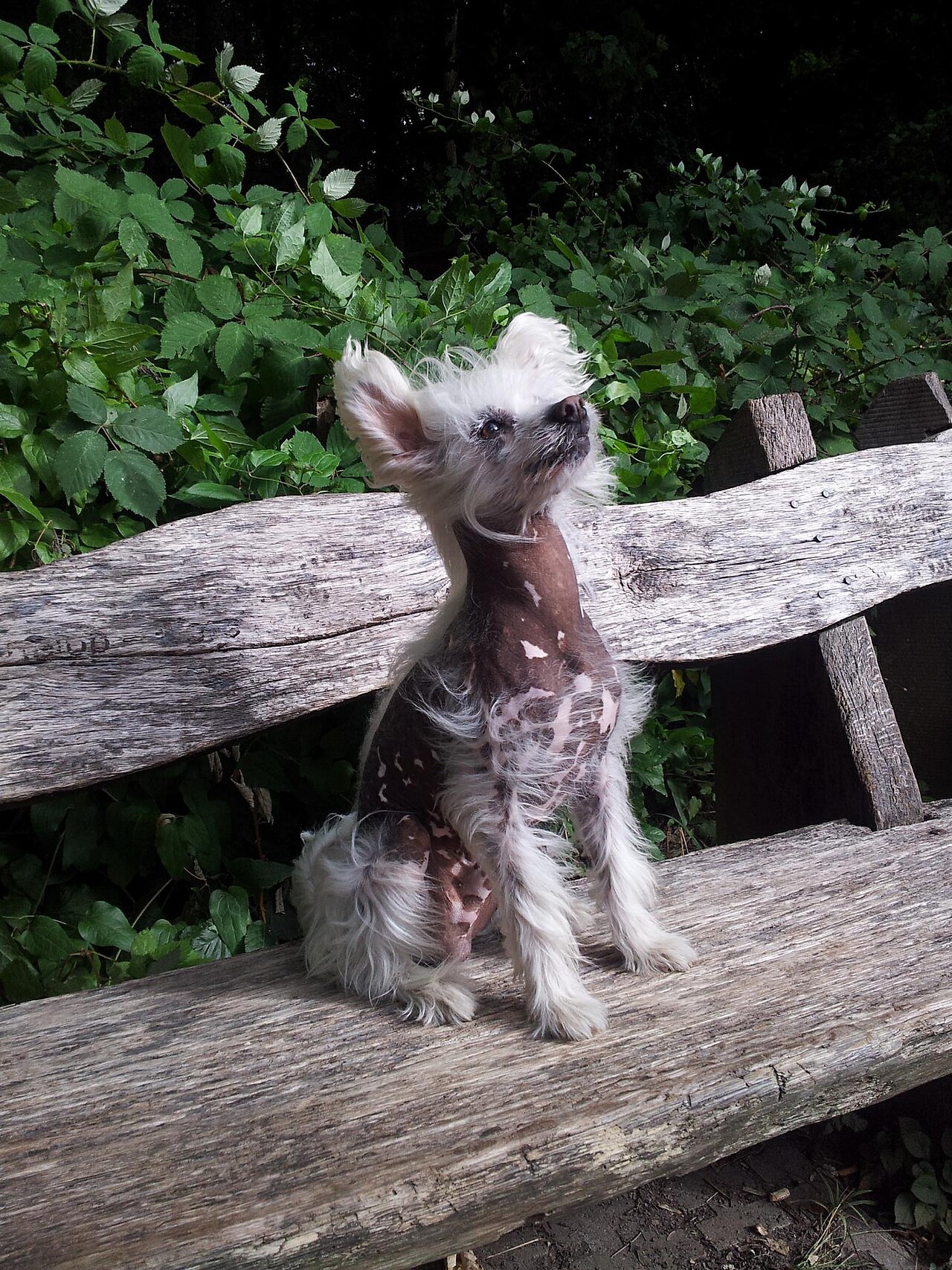 Chinese Crested dog showing both hairless and coated traits