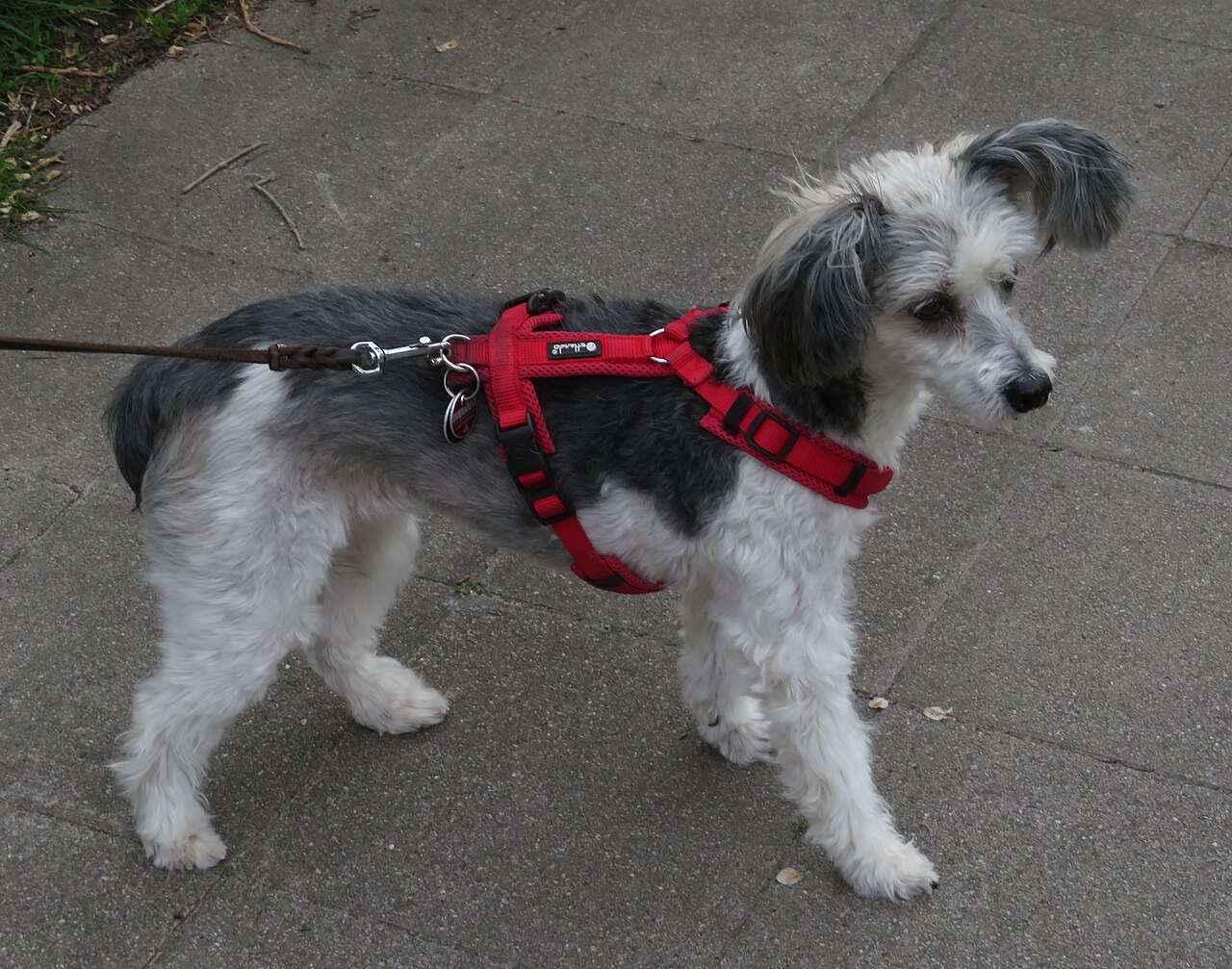 Powderpuff variety of the Chinese Crested with a soft coat
