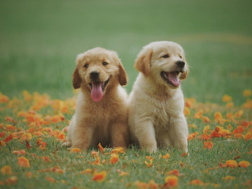 Dog sitting calmly outdoors near a garden where citronella spray is used