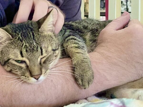 A cat cuddling closely against its owner for affection