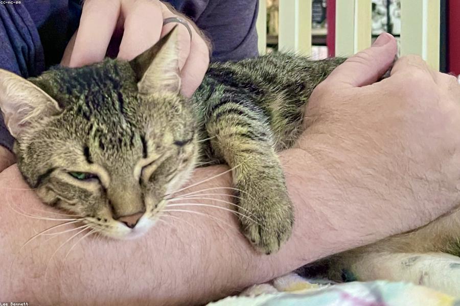 A cat cuddling closely against its owner for affection