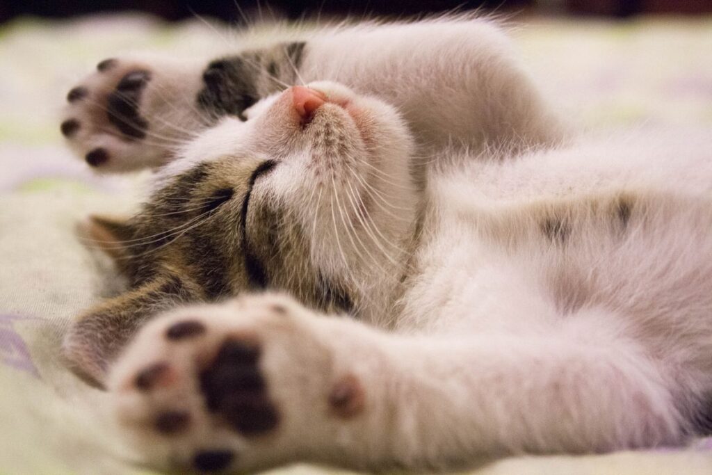 A cosy tabby-and-white cat curled up asleep indoors during winter
