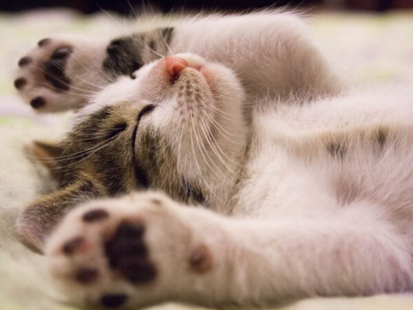 A cosy tabby-and-white cat curled up asleep indoors during winter