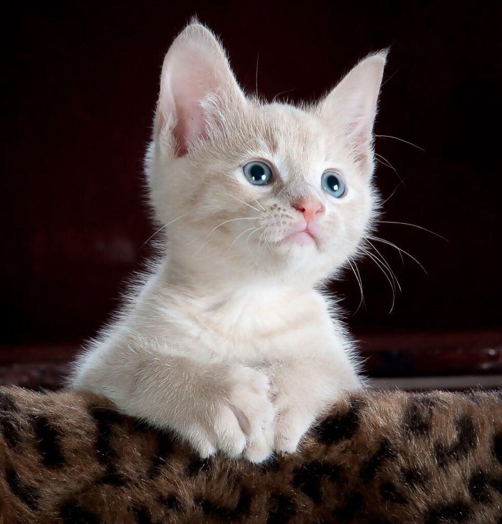 Curious cat sniffing a slice of fresh banana on a kitchen bench