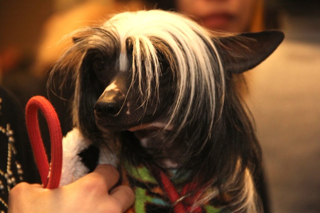 Hairless Chinese Crested dog resembling Dogpool from Deadpool