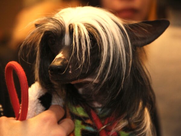 Hairless Chinese Crested dog resembling Dogpool from Deadpool