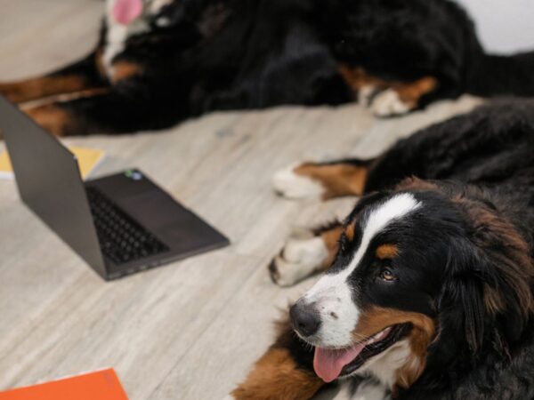 Friendly dog resting beside a laptop on Take Your Dog to Work Day