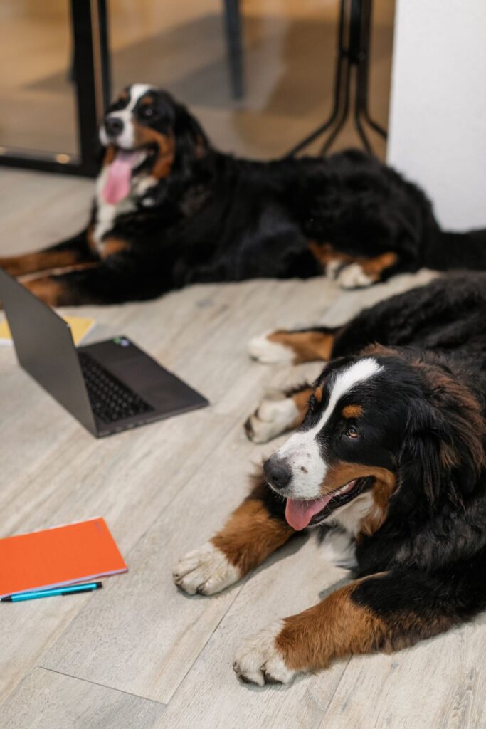 Friendly dog resting beside a laptop on Take Your Dog to Work Day