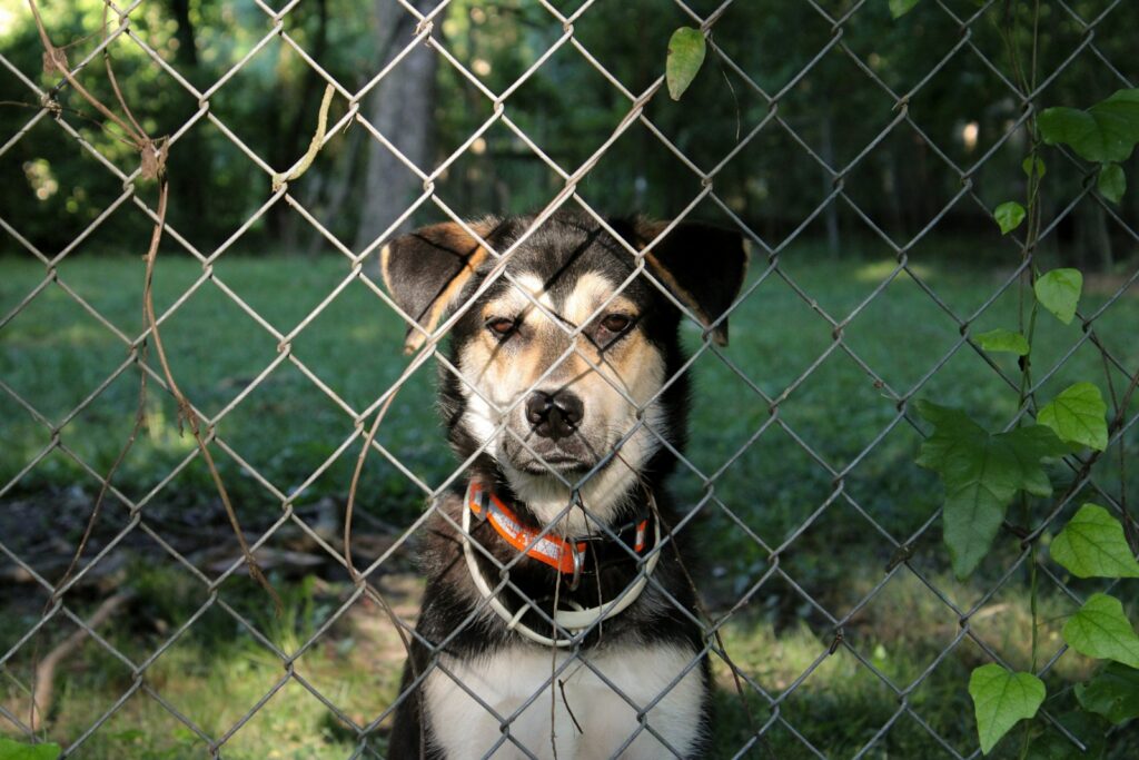 Alert dog watching from behind a chain-link front fence as a delivery approaches