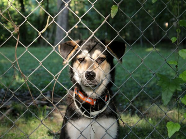 Alert dog watching from behind a chain-link front fence as a delivery approaches