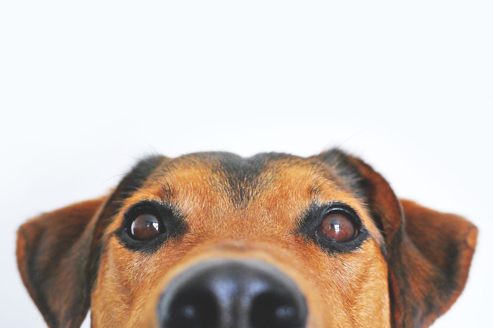 Close-up of a curious dog’s face, a reminder to check your pet’s mouth regularly