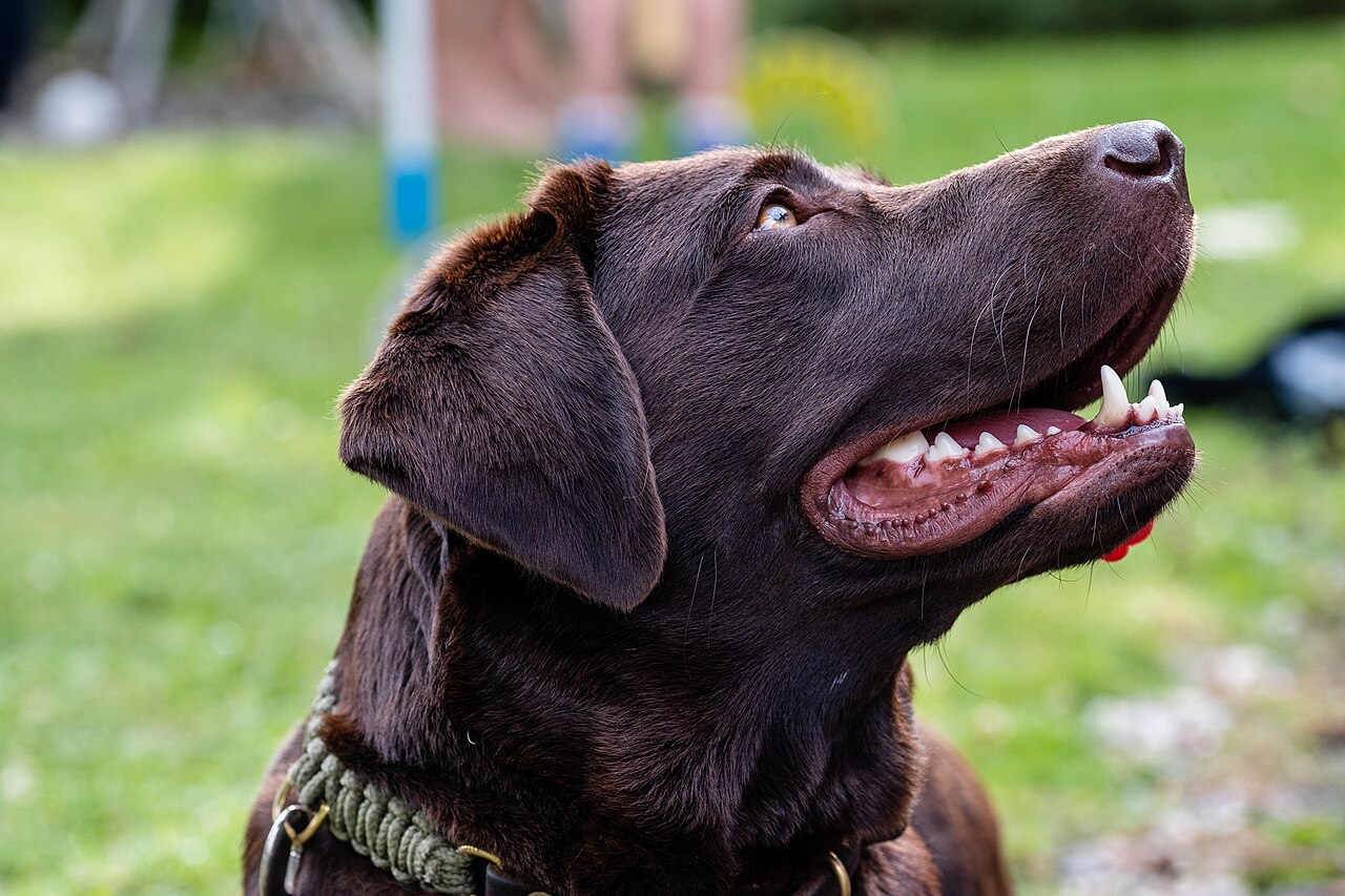 A healthy labrador retriever that can safely enjoy plain corn kernels in moderation