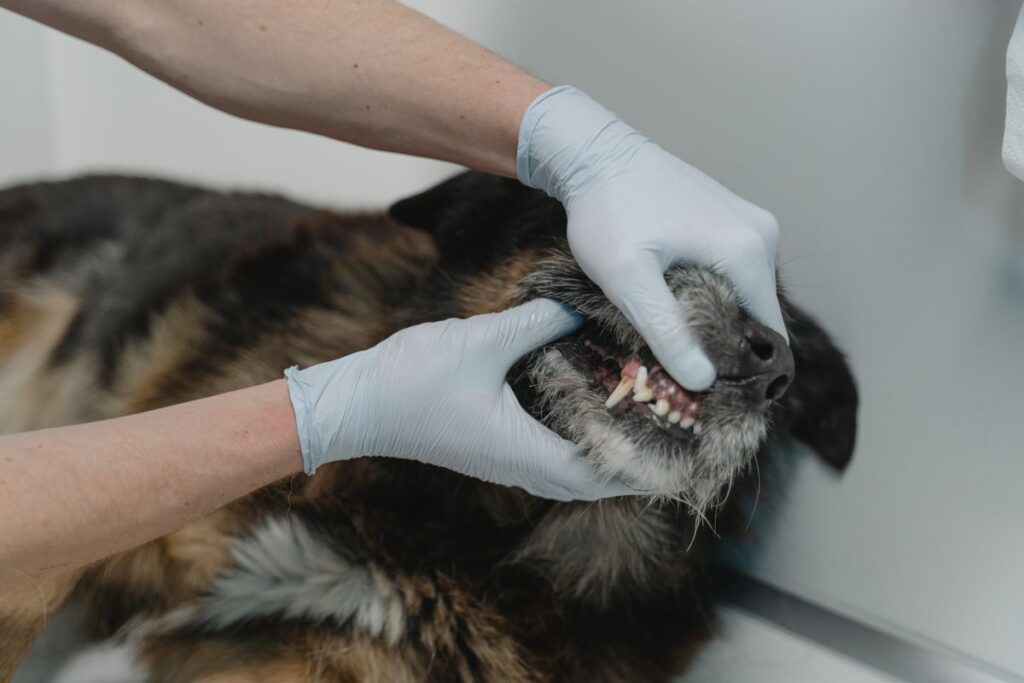Veterinarian examining a dogs teeth during a dental check-up