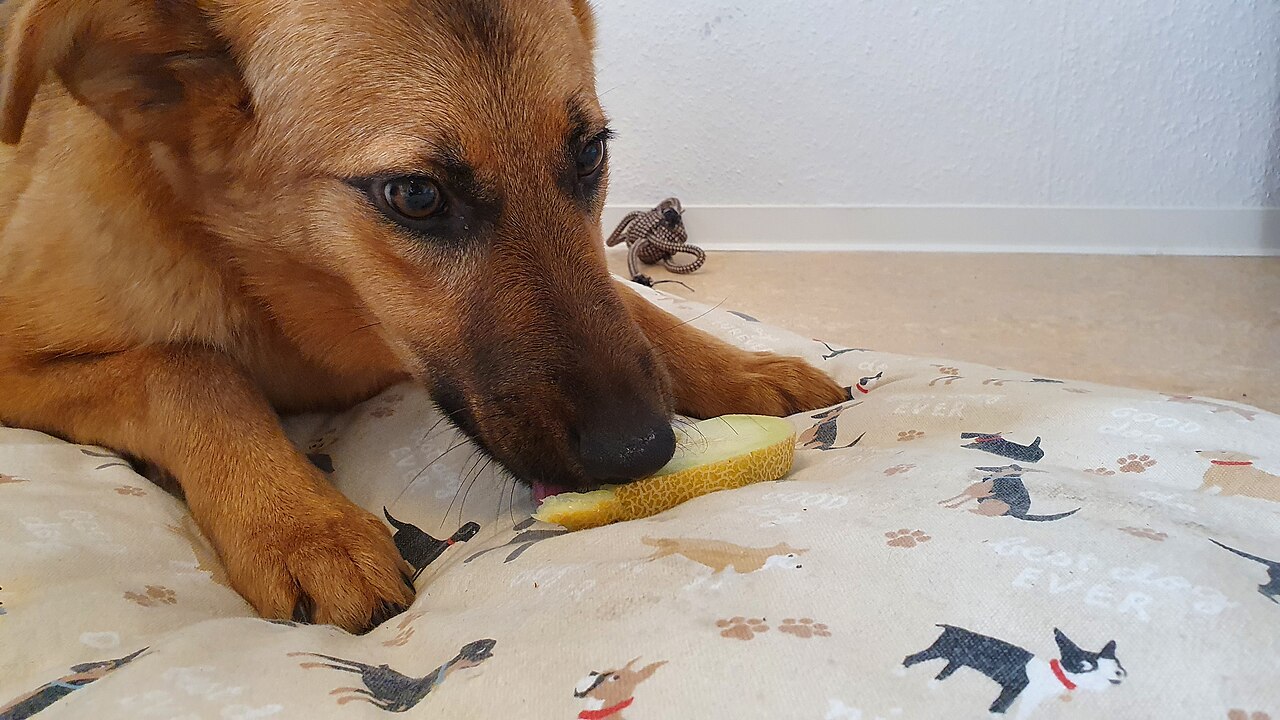 Dog eating a slice of fresh fruit as a healthy treat