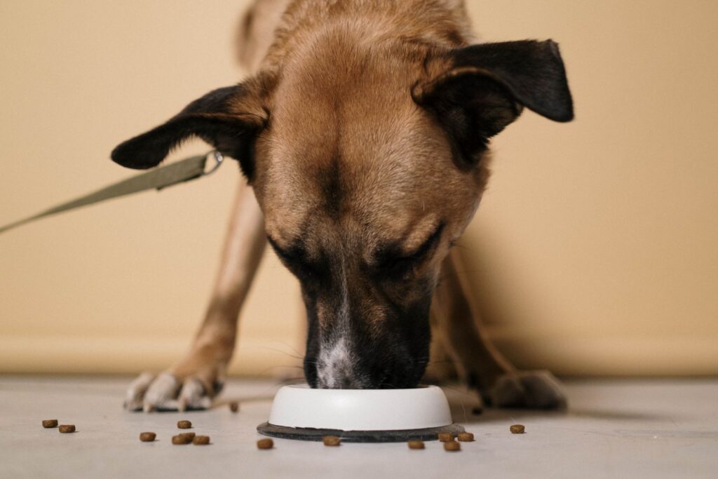 Dog eating kibble from a white bowl, illustrating pet food safety for Australian owners