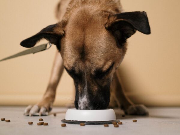 Dog eating kibble from a white bowl, illustrating pet food safety for Australian owners