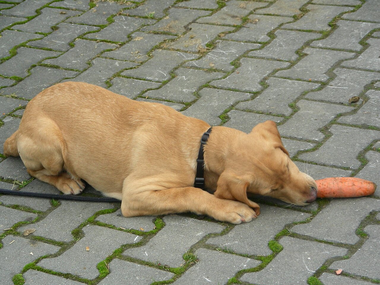 A dog being offered a crunchy vegetable as a treat