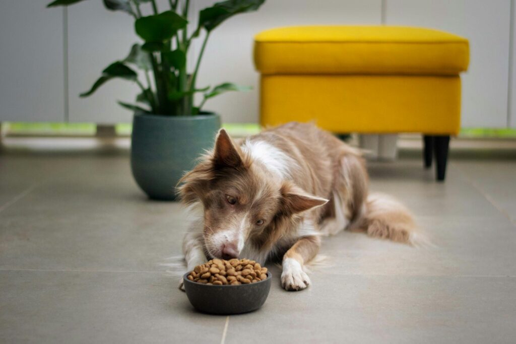 Dog eagerly eating fresh food from a stainless steel bowl at home