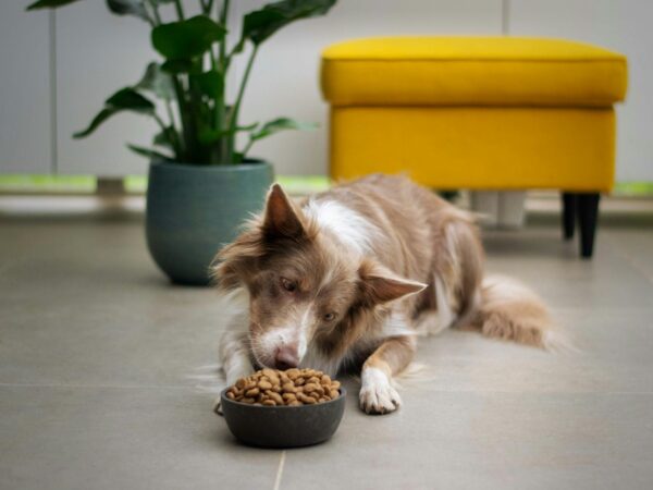 Dog eagerly eating fresh food from a stainless steel bowl at home