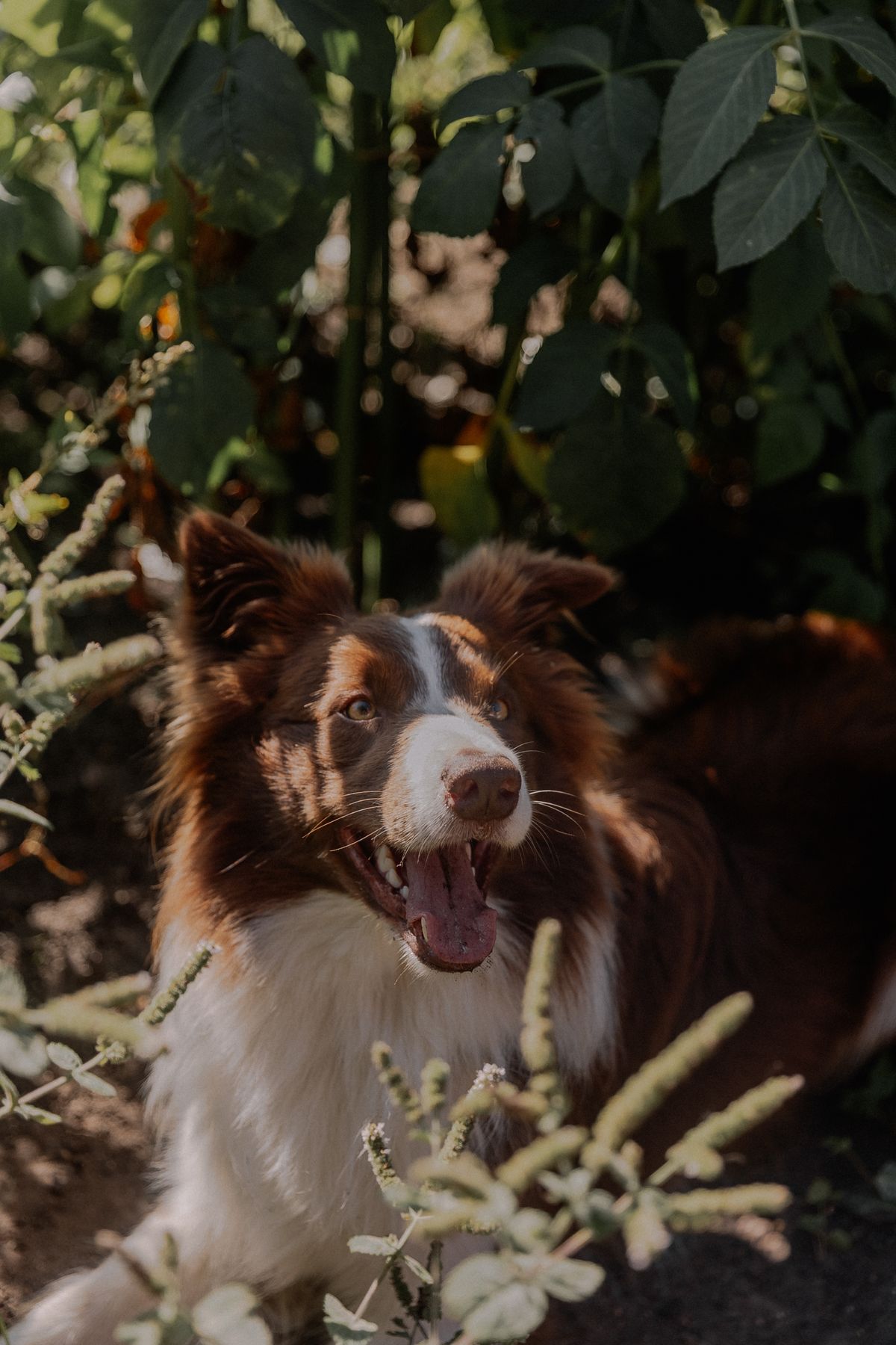 Border collie exploring a green Australian backyard garden where snail bait may be hidden