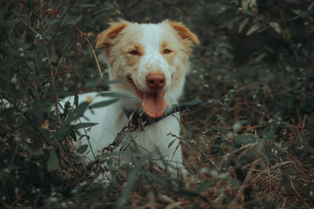 Dog grazing on green grass in a sunny backyard