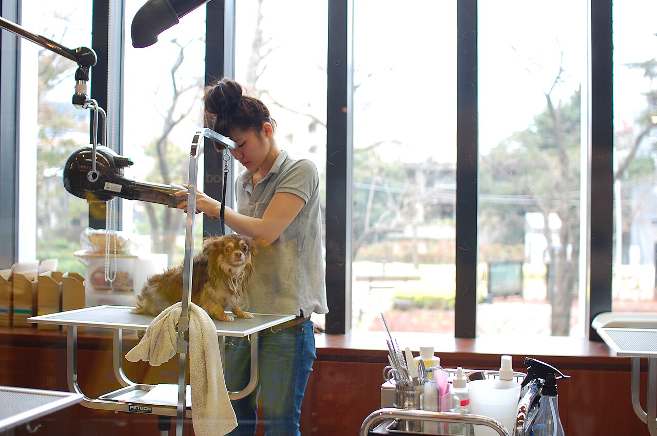 Professional dog groomer trimming a poodle on a grooming table in Sydney