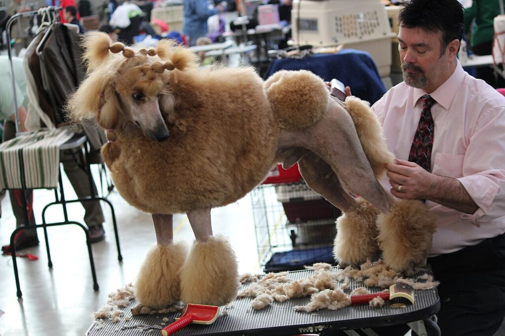 Professional dog groomer trimming a poodle on a grooming table