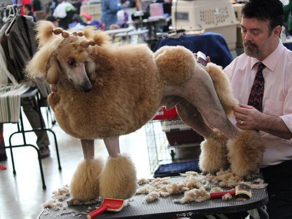 Professional dog groomer trimming a poodle on a grooming table