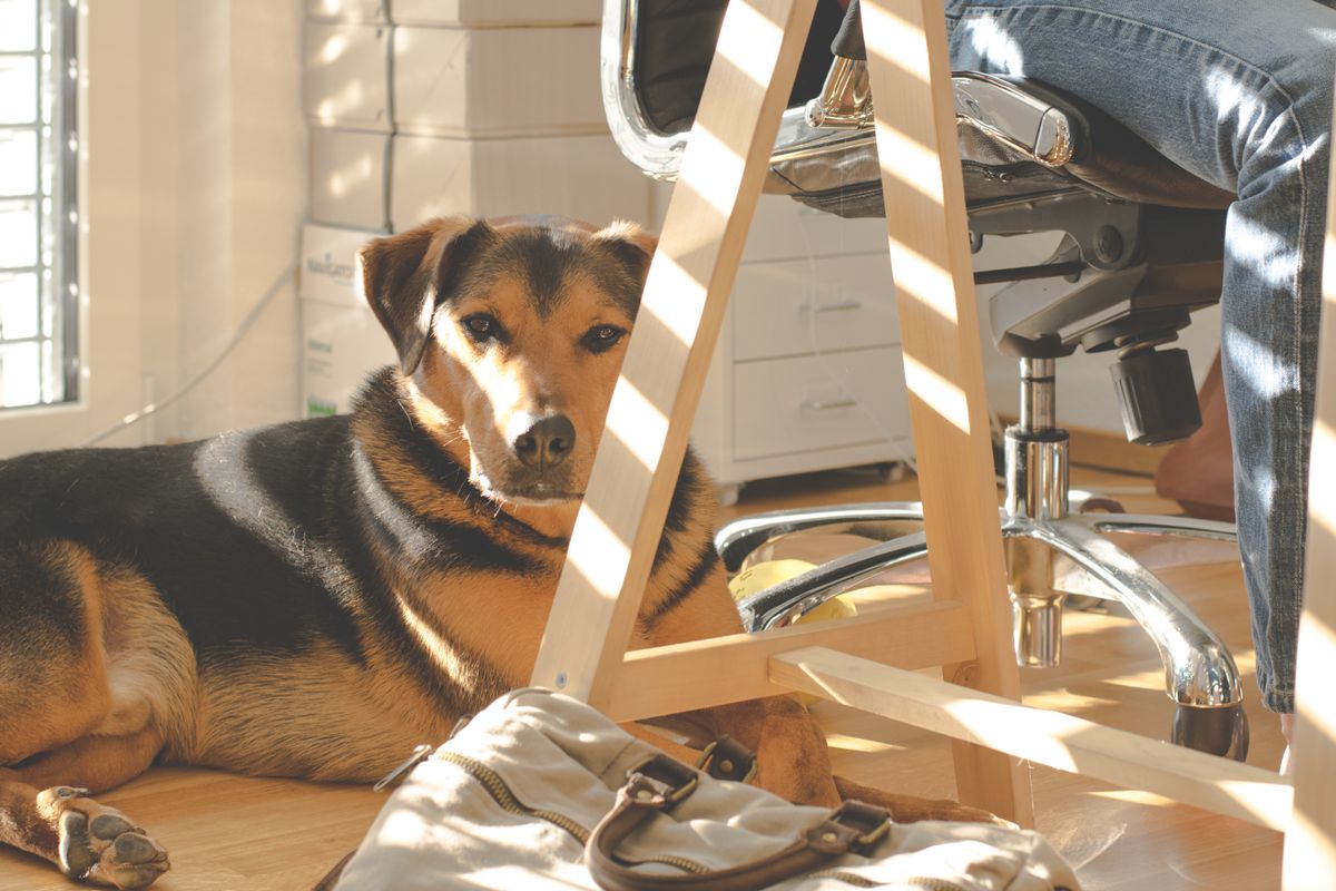 Relaxed dog settled at a sunny home office desk beside its owner