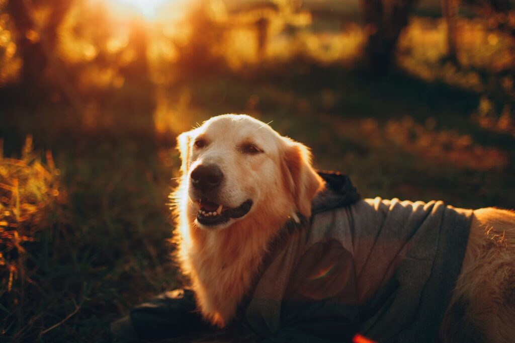 Dog standing in long grass in an Australian backyard, a prime habitat for paralysis ticks