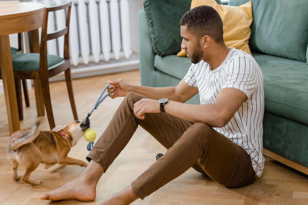 A person playing tug-of-war indoors with their dog on a cold winter afternoon