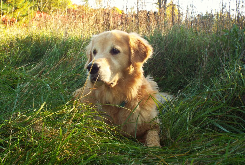 Golden retriever standing alert in long grass, a common paralysis tick habitat in Australia