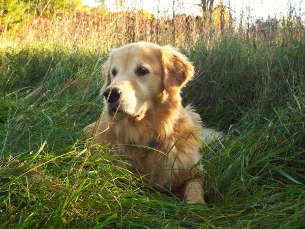 Golden retriever standing alert in long grass, a common paralysis tick habitat in Australia
