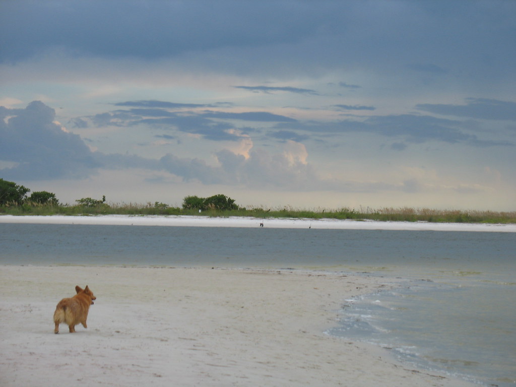 Dog off leash on the sand at a NSW beach where council fines apply