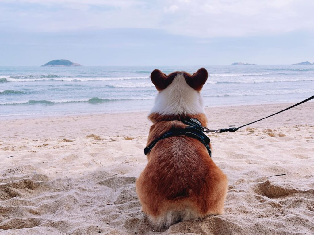 Dog running off-leash on a Sunshine Coast beach at sunset