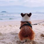 Dog running off-leash on a Sunshine Coast beach at sunset