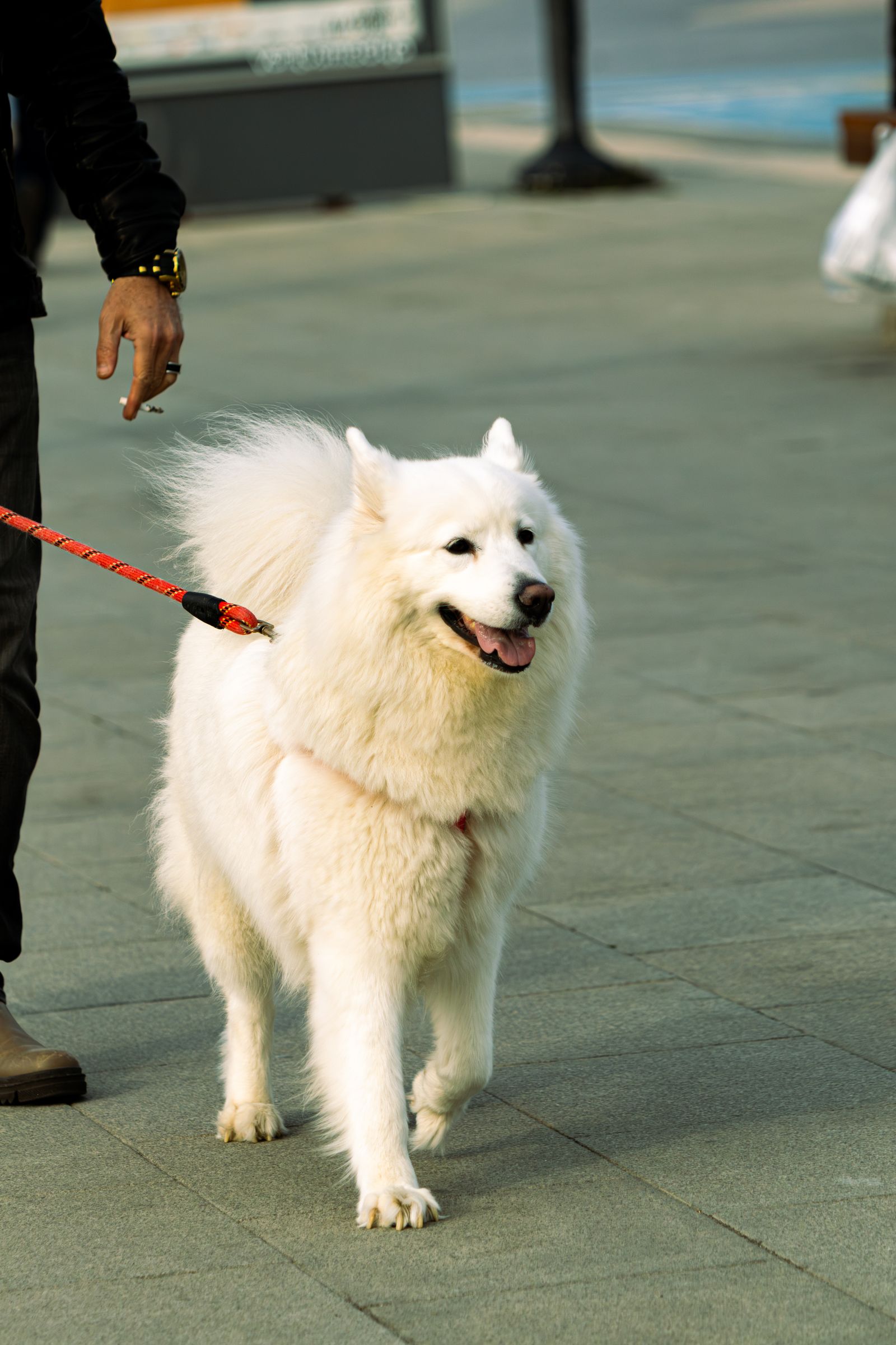 Dog on a lead being walked on an urban street at dusk