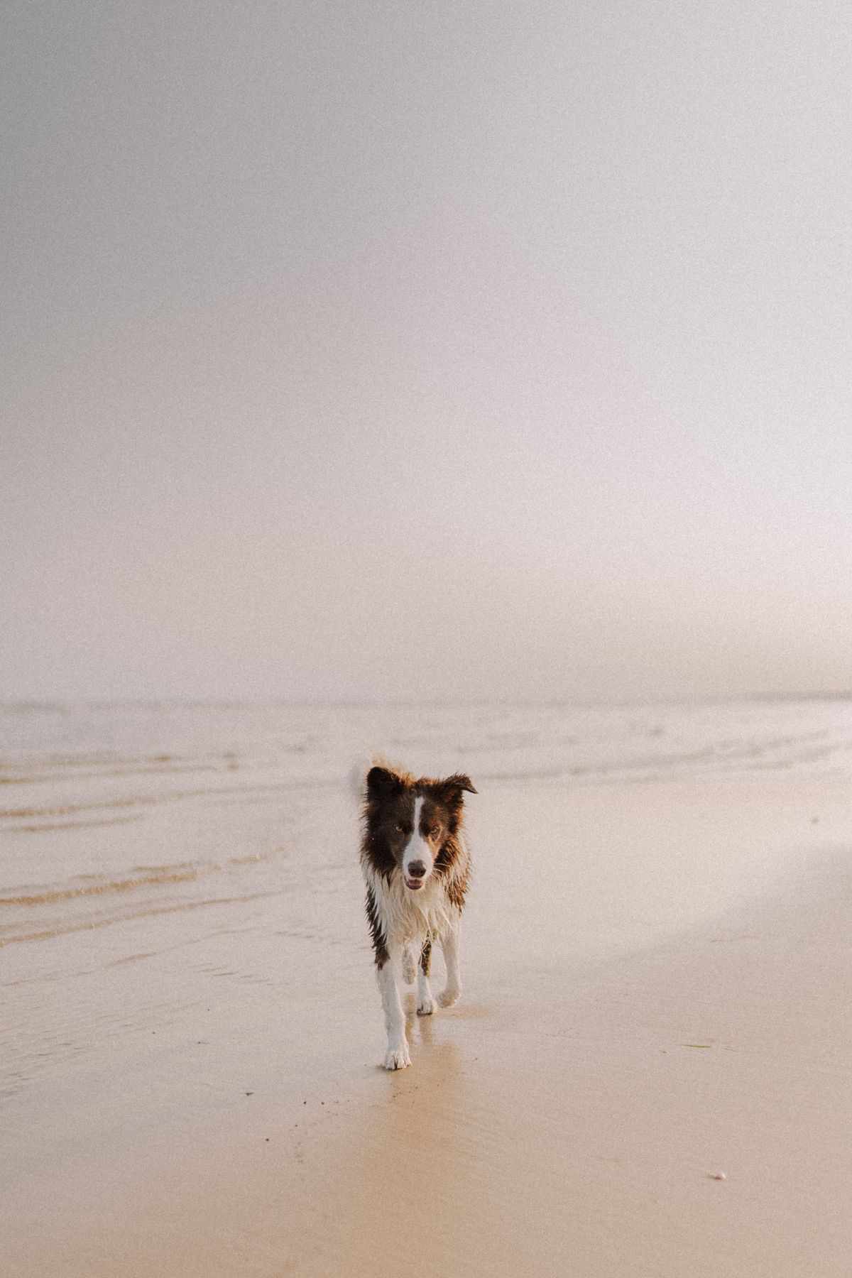 Dog walking on a leash along a coastal path on the Sunshine Coast