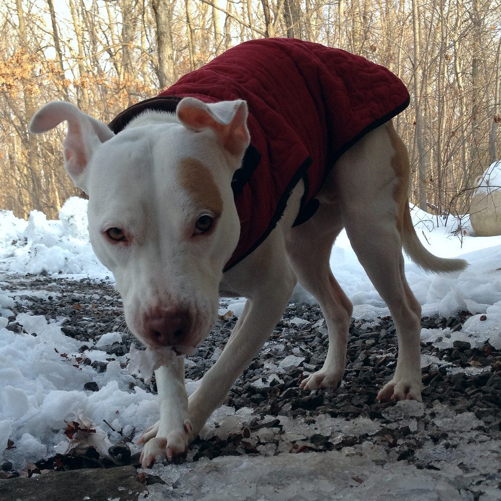 Dog standing outside in cold winter weather