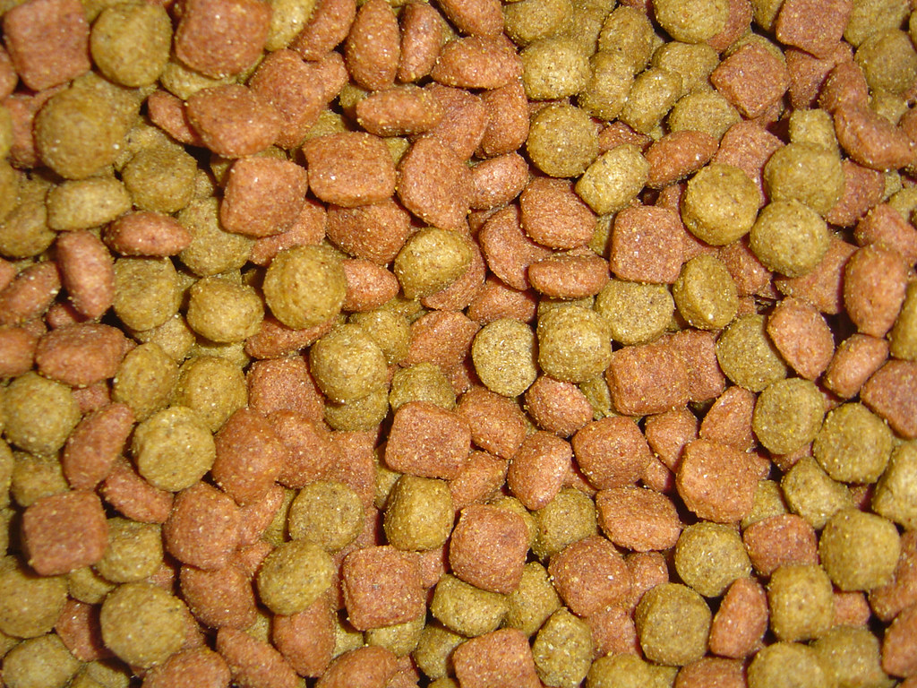 Measured bowl of dog food for portion control