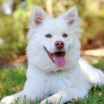 Attentive white dog lying on grass making eye contact during recall training