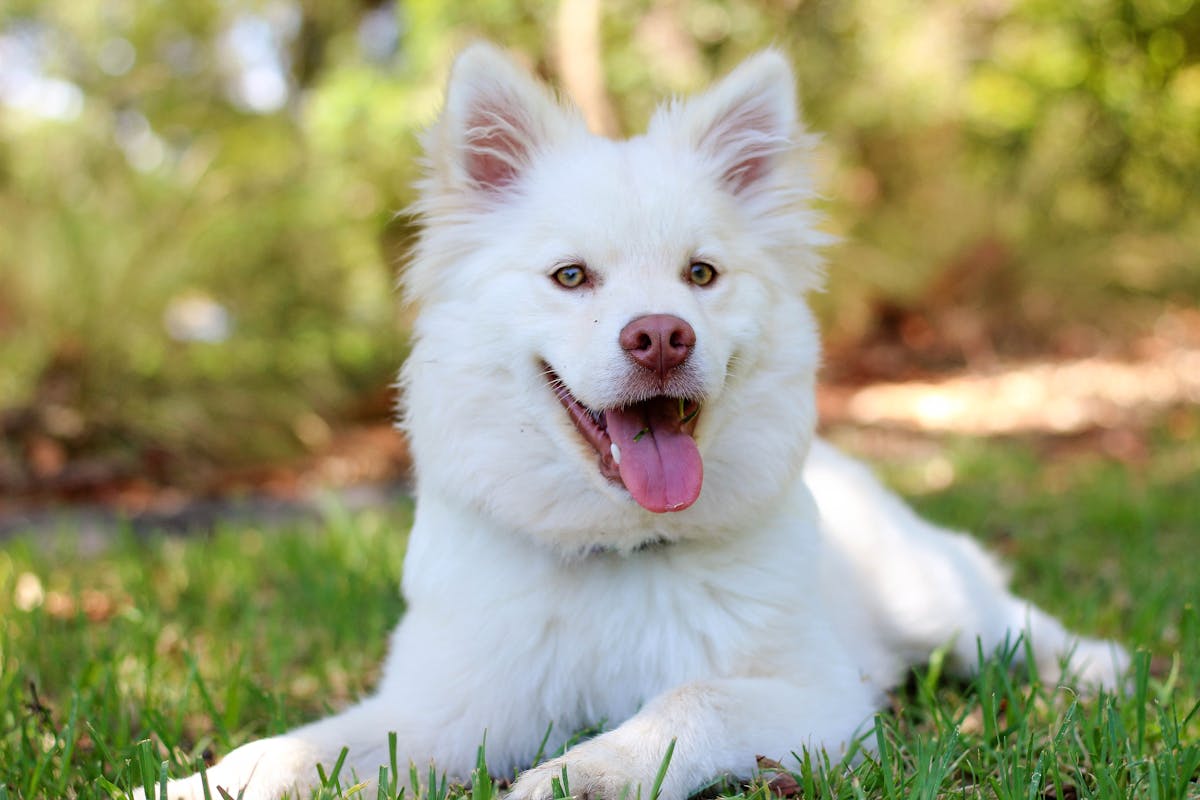 Attentive white dog lying on grass making eye contact during recall training