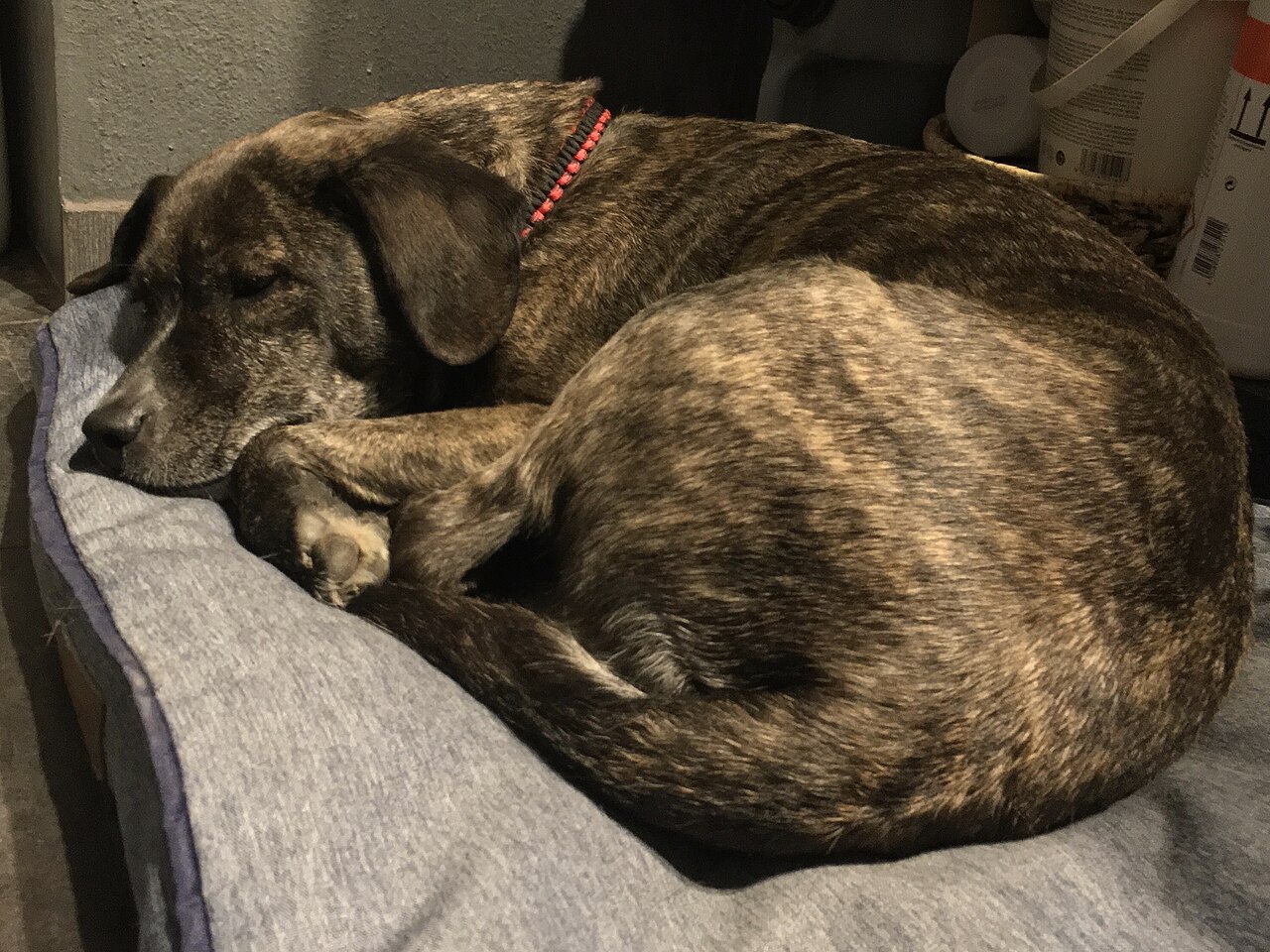 Calm dog resting on a blanket at its owner workplace during the day