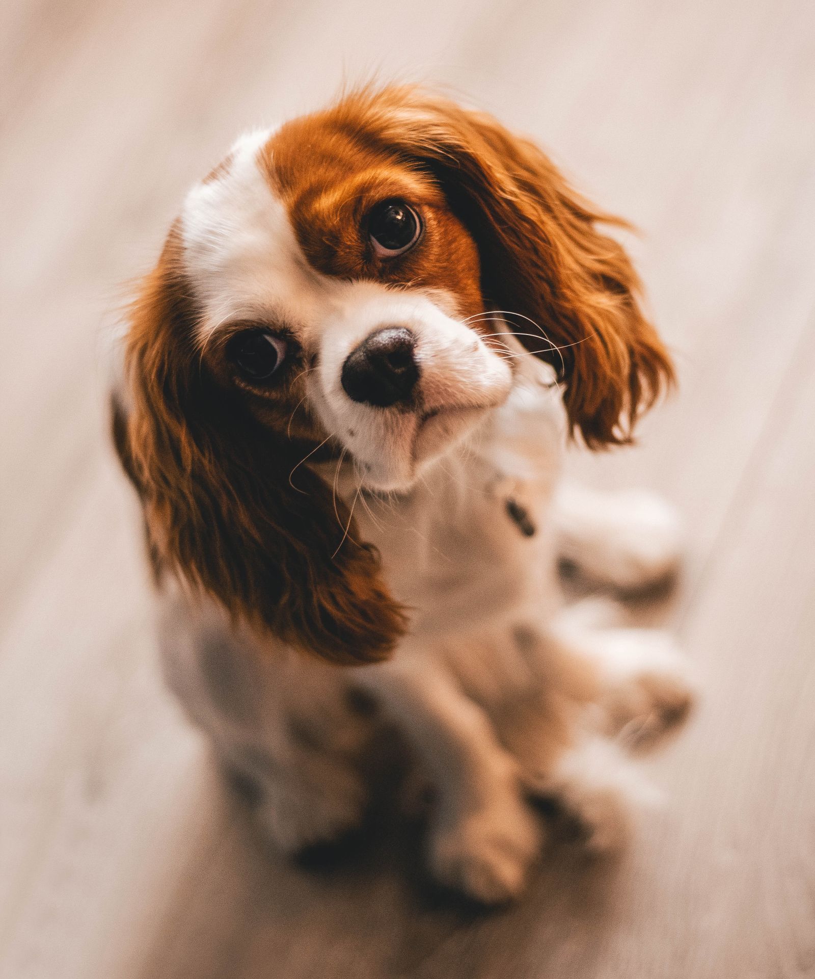 Dog resting on a cold hardwood floor in winter