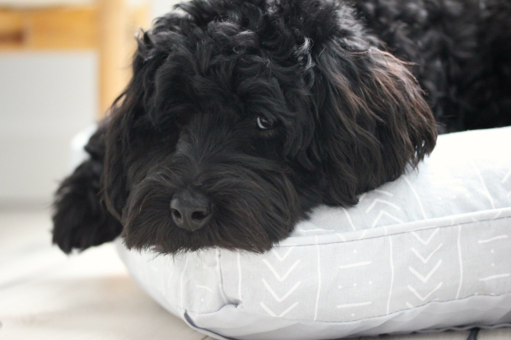 Dark curly-haired dog resting calmly indoors while recovering from a cough